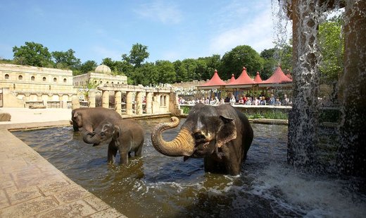 Zoo in Germany kills baboons, feeds them to carnivores
