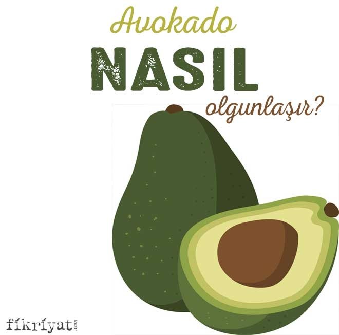 AVOKADO NASIL OLGUNLAŞIR?