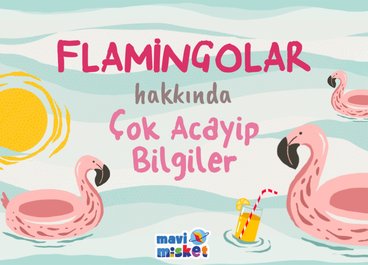 Flamingolar Hakkında Çok Acayip Bilgiler