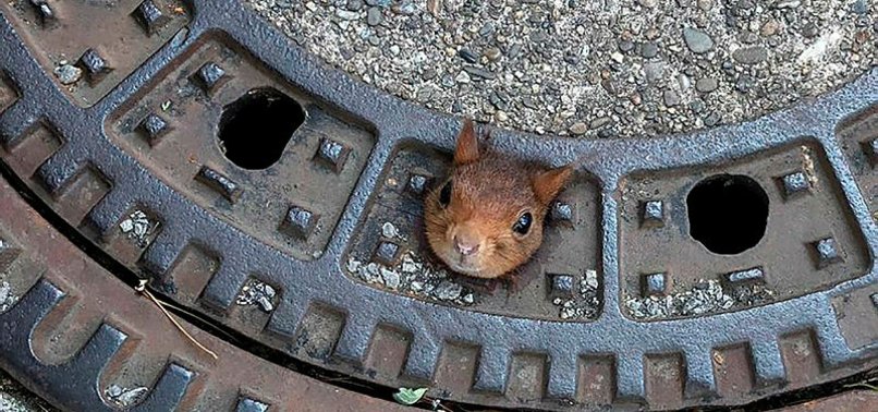 SQUIRREL GETS HEAD STUCK IN MANHOLE COVER IN GERMANY