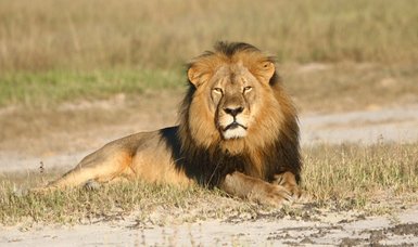Lion known as 'king of Serengeti' dies at 12