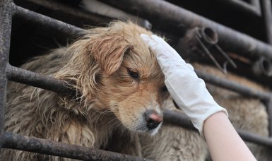 South Korea to launch task force on banning dog meat