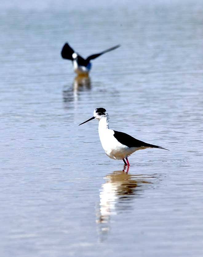 Sazlıkların arasındaki güzellik: Eber gölü