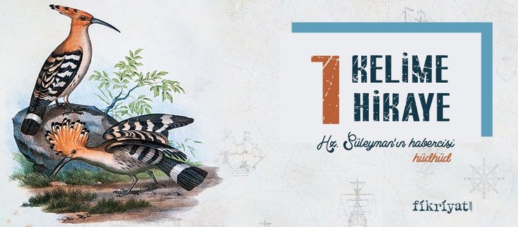 1 kelime 1 hikaye hz suleyman in habercisi hudhud galeri fikriyat gazetesi