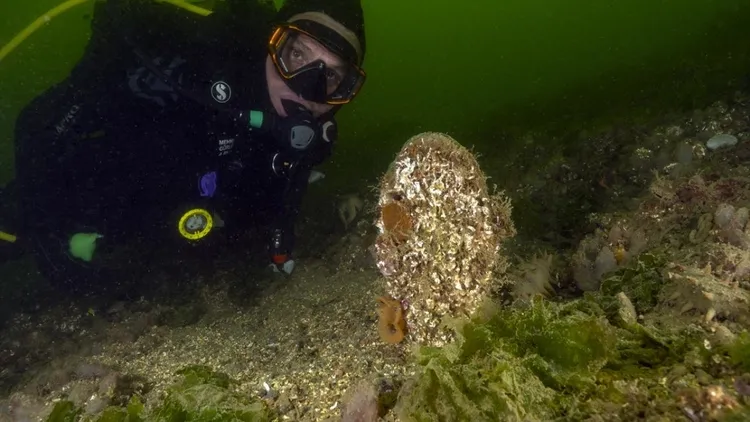 Marmara seabed footage shows marine life and mass die-off in deep waters