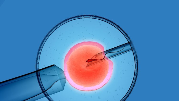 Suni tohumlama caiz midir? İslam’a göre suni tohumlama nasıl olmalıdır? Suni tohumlama nedir?