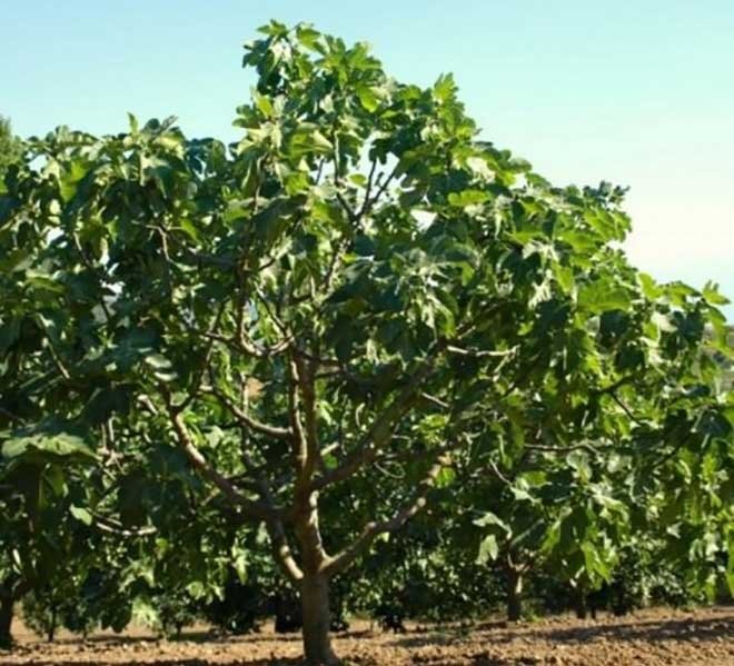 ’’Ocağına incir dikmek’’