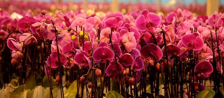 Gül üretimi düştü orkide üretimi arttı