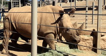 Pregnant white rhino in US zoo to help save subspecies