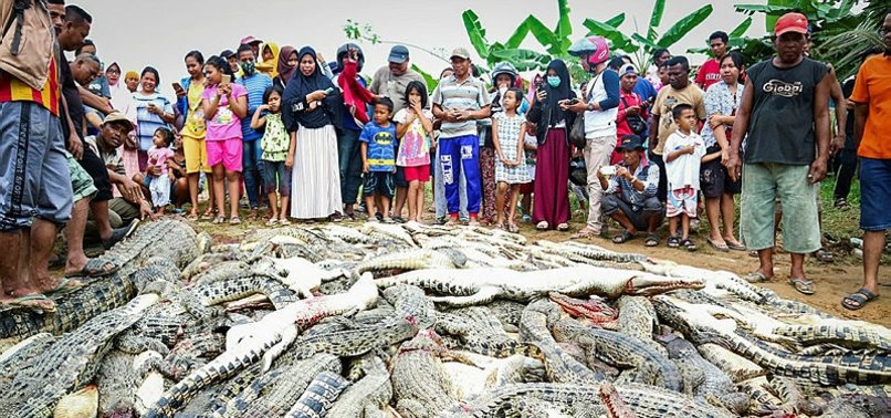 INDONESIAN MOB SLAUGHTERS HUNDREDS OF CROCS IN REVENGE ATTACK