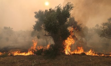 Türkiye offers Greece help to fight ongoing wildfires