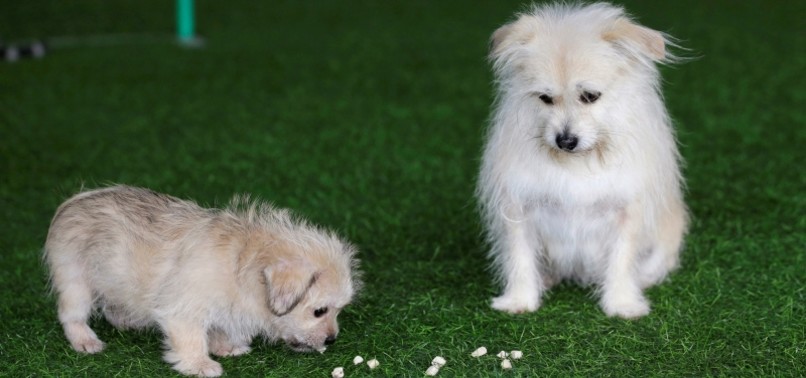 CHINESE BIOTECH COMPANY CLONES MOVIE STAR DOG ‘JUICE’