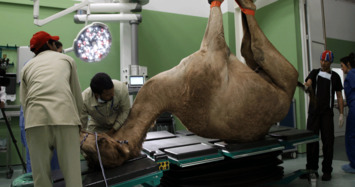 Dubai opens $10 million hospital exclusively for camels