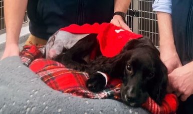 Six-legged dog found in UK car park has her extra limbs removed