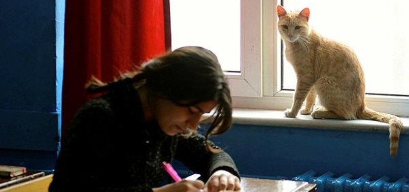 STUDENTS IN TURKISH SCHOOL ADOPT STRAY CAT NAMIK