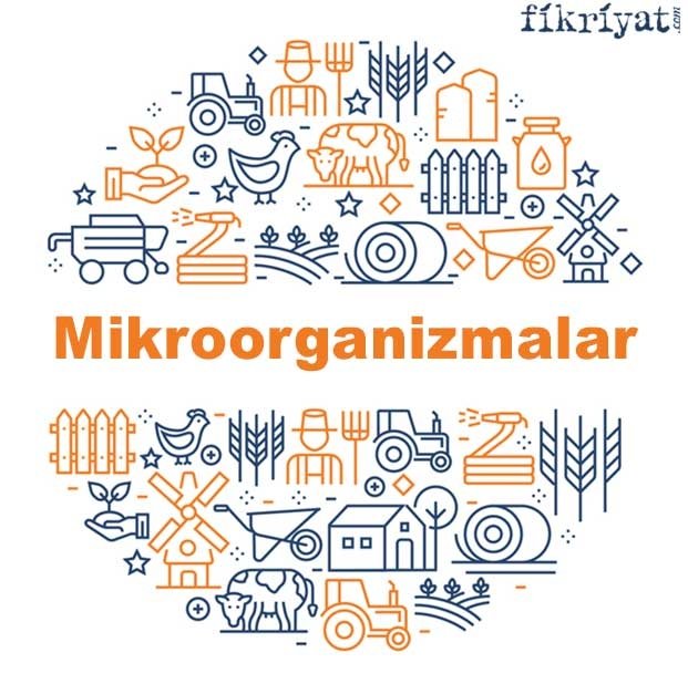 Mikroorganizmalar
