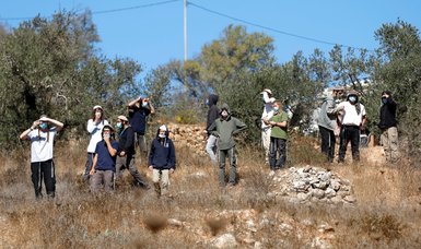 Israeli settlers cut dozens of olive trees in West Bank