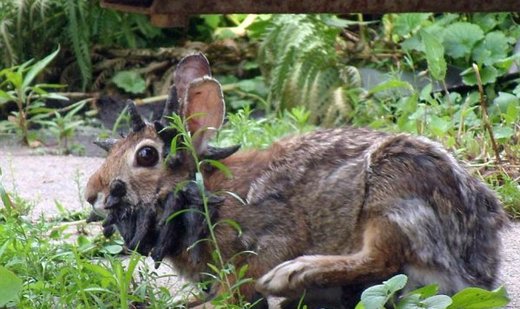 Horned rabbit virus in the US
