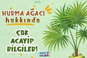 Hurma ağacı hakkında / mavimisket