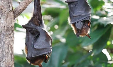 Khosta 2: Virus from Russian bats risks new pandemic