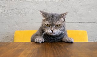 Pet sektöründe bayilik yarışı kızıştı