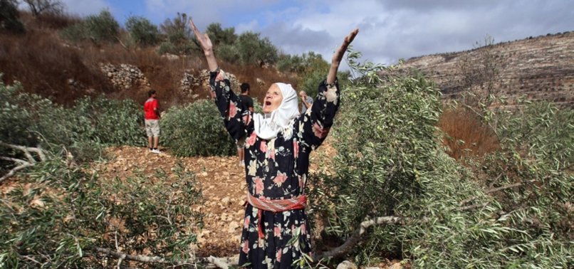 ISRAELI FORCES UPROOT DOZENS OF OLIVE TREES IN OCCUPIED WEST BANK