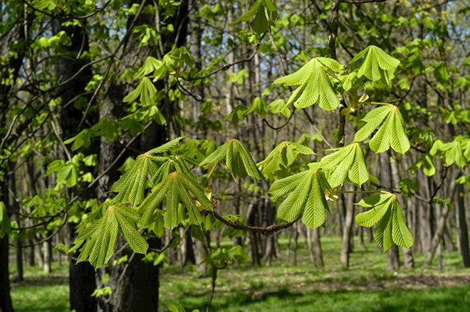 Edebiyatın önemli şairlerinden bahar konulu şiirler