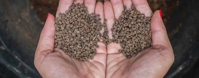 GerçektentohumuİsrailveHollandadanmıalıyoruz