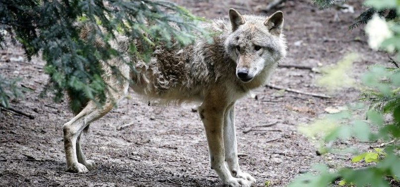 EU MULLS REVIEWING PROTECTION STATUS OF WOLVES