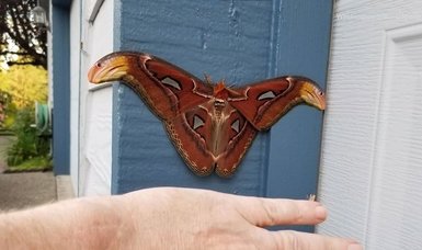Atlas moth, one of world's largest, detected in US for first time: officials