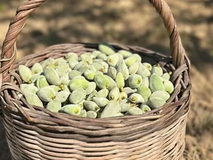Dor Datça: Doğallık, Sadelik, Öz