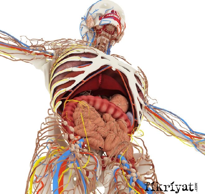 BAĞIŞIKLIK SİSTEMİNİ ETKİLEYEN FAKTÖRLER