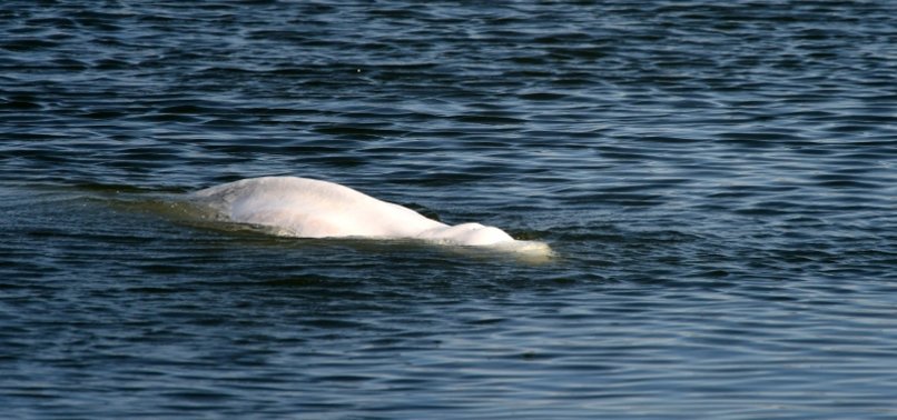 FRANCE MULLS TRANSPORTING BELUGA WHALE IN SEINE RIVER BACK TO SEA