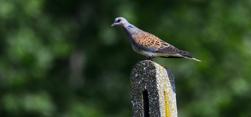 FRANCE EXTENDS HUNTING BAN ON VULNERABLE TURTLE DOVES