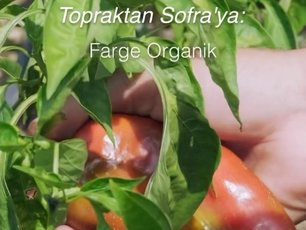 Topraktan Sofraya: Farge Organik