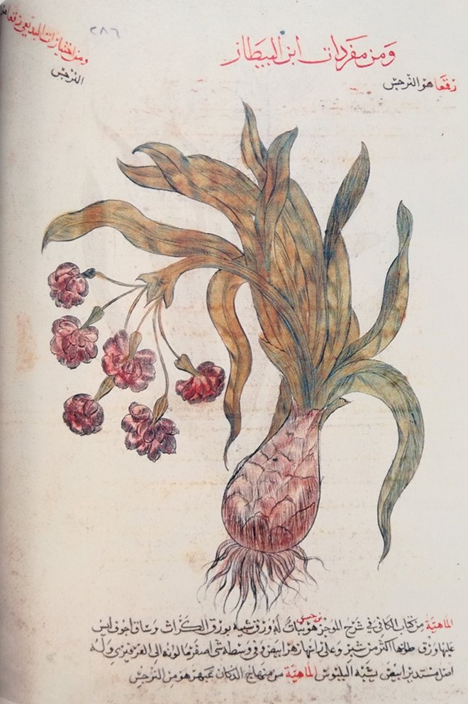 BİTKİSEL TEDAVİNİN YÃKSELDİÄİ YER: ENDÃLÃS