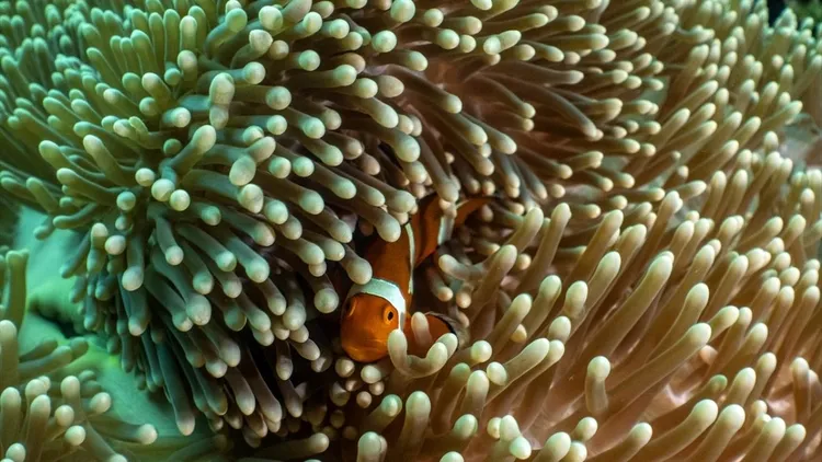 Rich underwater life of Sipadan Island