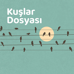Kuşlar Dosyası 