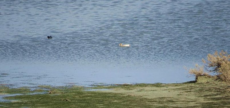 RARE ALBINO BIRD SEEN FOR 1ST TIME IN SOUTHERN TURKEY
