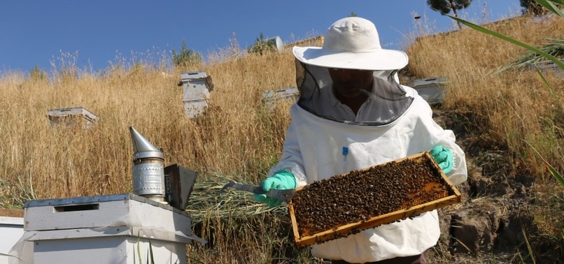 BEE GLUE PROVIDES EXTRA INCOME FOR LOCAL PRODUCERS