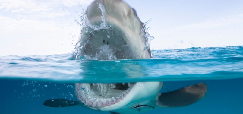 SWIMMER INJURED BY SHARK ATTACK ON CENTRAL CALIFORNIA COAST