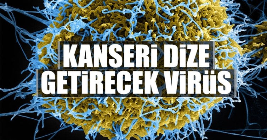 Kanseri dize getirecek virüs