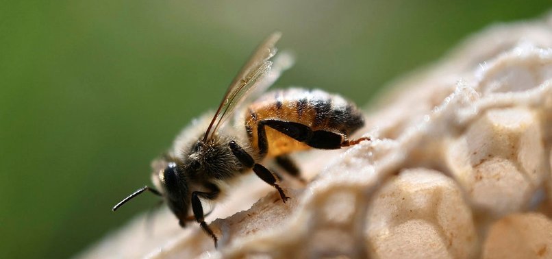ENVIRONMENTAL NGO PRAISES EUROPES MOVE TO PROTECT BEES