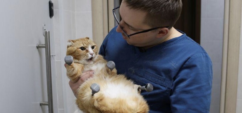 SIBERIAN STREET CATS LIMP TO NEW LIFE WITH PROSTHETIC PAWS
