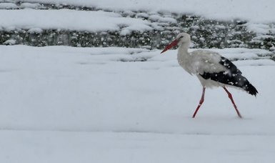 Record-breaking summer temperatures continue worldwide, storks begin early migration