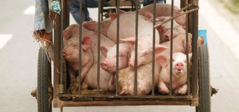 WORLDS FIRST VACCINE AGAINST DEADLY SWINE FEVER NEARS APPROVAL IN VIETNAM