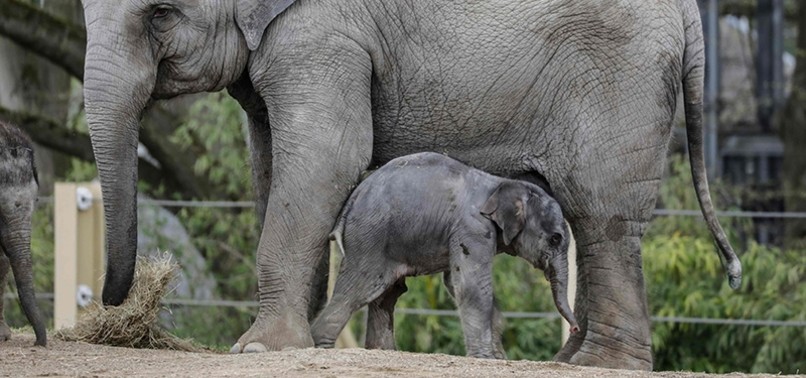 BELGIAN ZOO WELCOMES THIRD BABY ELEPHANT IN 6 MONTHS