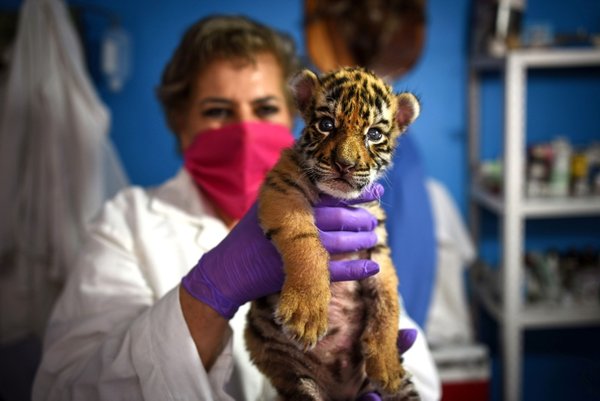 Bengal tiger called Covid gives Mexico zoo hope during pandemic - anews