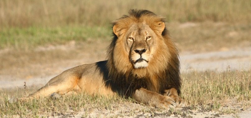 LION KNOWN AS KING OF SERENGETI DIES AT 12