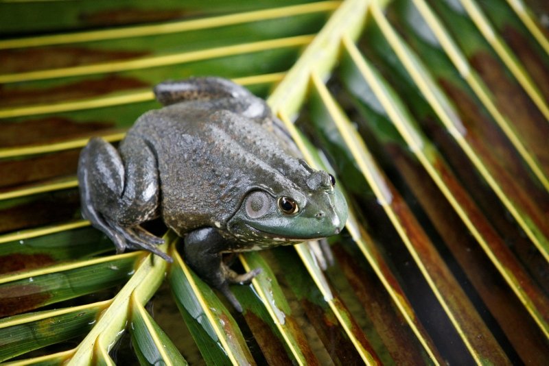 Invasive frog and snake species cost world economy $16 bln, study shows